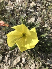 Oenothera howardii