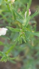 Misopates