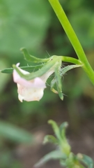 Misopates