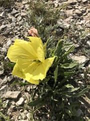 Oenothera howardii