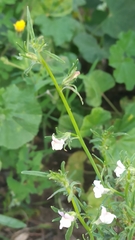 Misopates