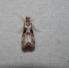 Euchromius nigrobasalis