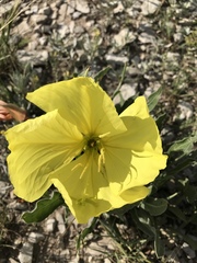 Oenothera howardii