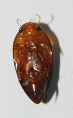 Hydrocanthus oblongus
