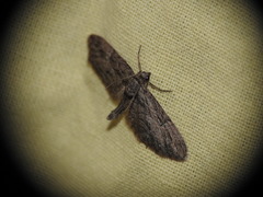 Eupithecia oxycedrata