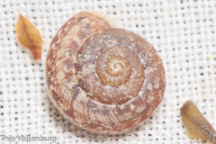 Microxeromagna lowei