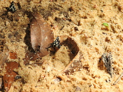 Pseudothyris sepulchralis image