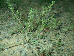 Halogeton arachnoides
