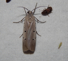 Ethmia circumdatella