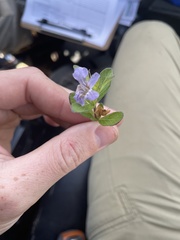 Dyschoriste oblongifolia