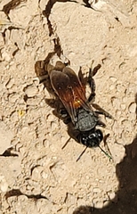 Andrena prima