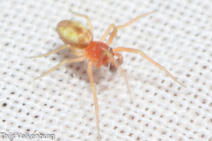Nigma puella