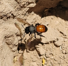 Andrena prima