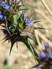 Pyrausta lethalis