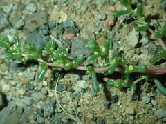 Halogeton arachnoides