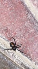 Steatoda paykulliana