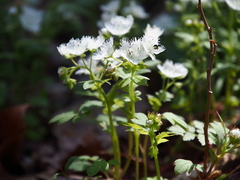 Phacelia fimbriata