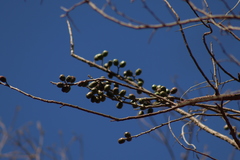 Spondias purpurea
