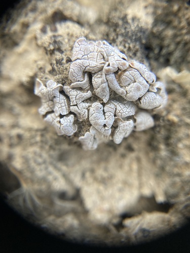 Cerebral Fishscale Lichen