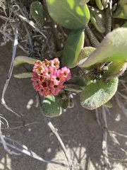 Abronia maritima × latifolia