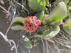 Abronia maritima × latifolia