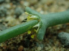 Anabasis brevifolia