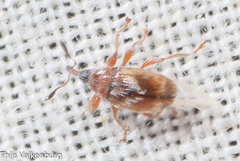 Nanophyinae