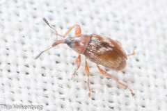 Nanophyinae