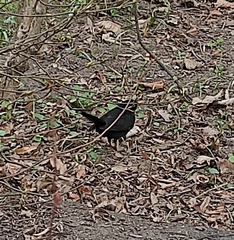 Turdus merula