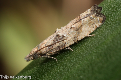 Acroclita subsequana