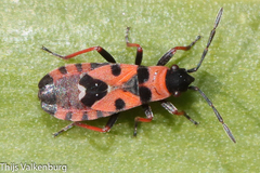 Horvathiolus guttatus