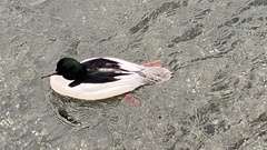 Mergus merganser