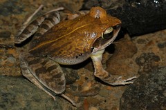 Aglyptodactylus securifer
