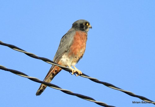 Loma los Lazos