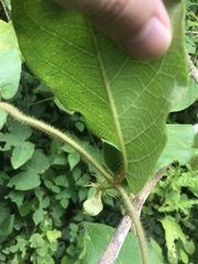 Macroscepis cornejoi