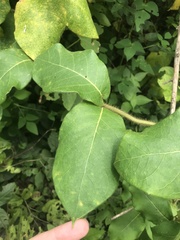 Macroscepis cornejoi