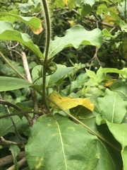 Macroscepis cornejoi