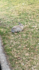 Sylvilagus nuttallii