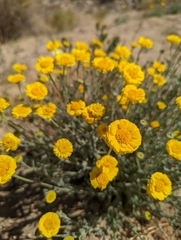 Baileya pleniradiata