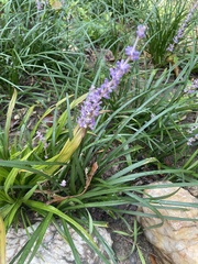 Liriope graminifolia