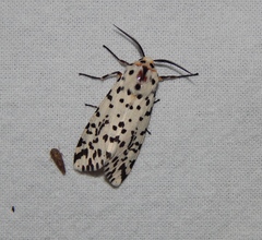 Alpenus nigropunctata