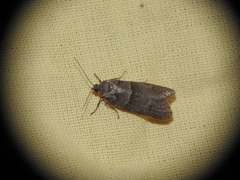 Tortricodes alternella