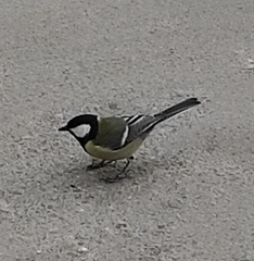 Parus major