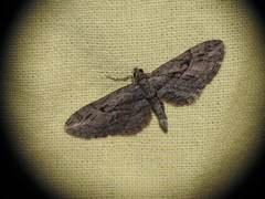 Eupithecia oxycedrata