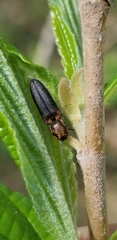Limonius auripilis