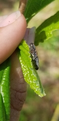 Limonius auripilis