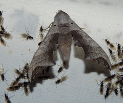 Polyptychoides grayii