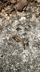 Pterygota
