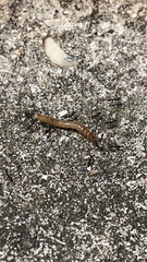 Pterygota