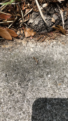Pterygota